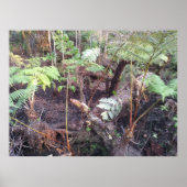 HAPUU FERN FRONDS HAWAII POSTER (Vorne)