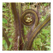 HAPUU FERN PULU POSTER (Vorderseite)