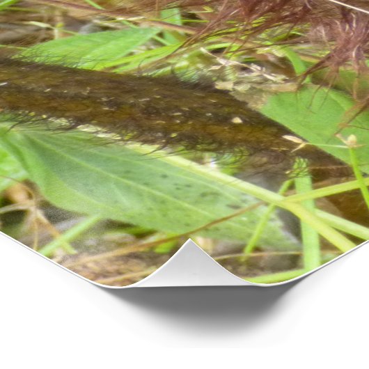 HAPUU FERN PULU POSTER (Ecke)