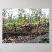 HAPUU FERNS BIG ISLAND HAWAII POSTER (Vorne)