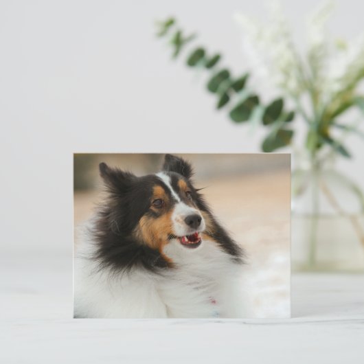 Hapy Shelty Postkarte (Stehend Vorderseite)