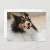 Hapy Shelty Postkarte (Vorne/Hinten)
