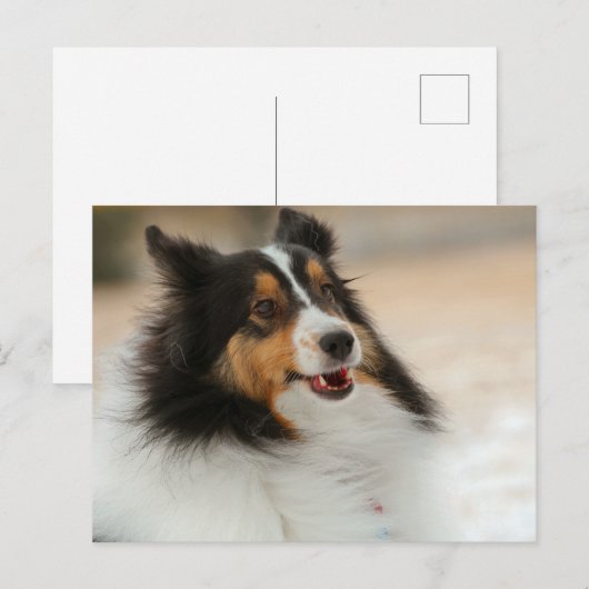 Hapy Shelty Postkarte (Vorne/Hinten)