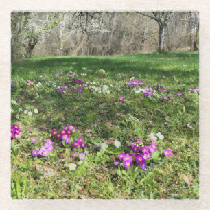 Harbinger of Spring Glasuntersetzer