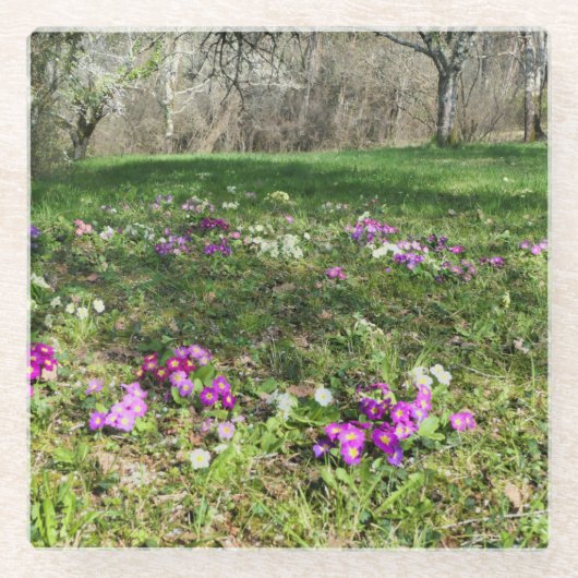 Harbinger of Spring Glasuntersetzer (Vorderseite)