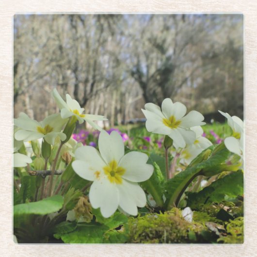 Harbinger of Spring Glasuntersetzer (Vorderseite)