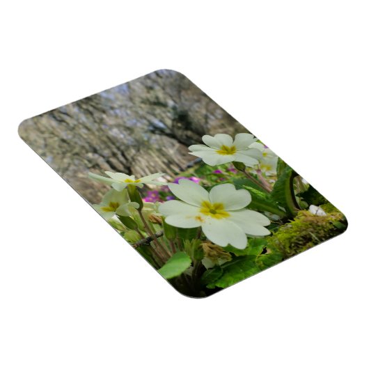 Harbinger of Spring Magnet (Rechte Seite)