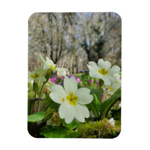 Harbinger of Spring Magnet