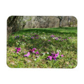 Harbinger of Spring Magnet (Horizontal)