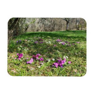 Harbinger of Spring Magnet