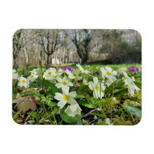 Harbinger of Spring Magnet