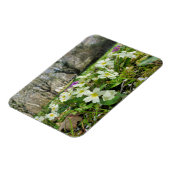 Harbinger of Spring Magnet (Linke Seite)