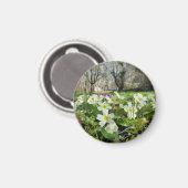 Harbinger of Spring Magnet (Vorderseite/Rückseite)