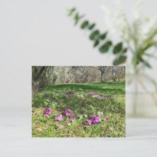 Harbinger of Spring Postkarte