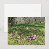 Harbinger of Spring Postkarte (Vorne/Hinten)