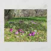 Harbinger of Spring Postkarte (Vorderseite)