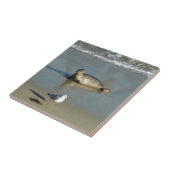 Harbour Siegel in La Jolla California Fliese (Seite)