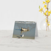 Harbour Siegel in La Jolla California Karte (Gelbe Blume)