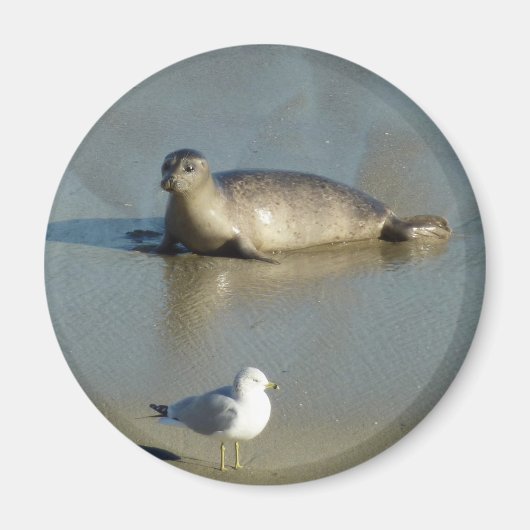 Harbour Siegel in La Jolla California Magnet (Vorne)