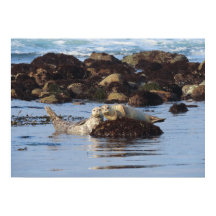 Harbour Siegel Posers