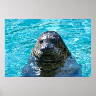 Harbour Siegel Poster