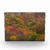 Hardwood Forest in Randolph Landkreis, West Virgin Fotoblock (Vorderseite)