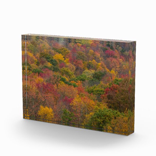 Hardwood Forest in Randolph Landkreis, West Virgin Fotoblock (Rechts)