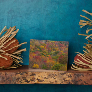 Hardwood Forest in Randolph Landkreis, West Virgin Fotoplatte
