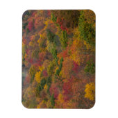 Hardwood Forest in Randolph Landkreis, West Virgin Magnet (Vertikal)