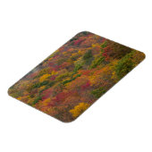 Hardwood Forest in Randolph Landkreis, West Virgin Magnet (Linke Seite)