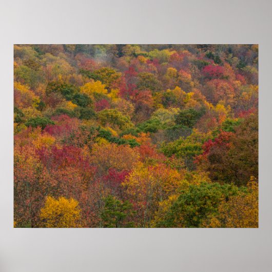 Hardwood Forest in Randolph Landkreis, West Virgin Poster (Vorne)