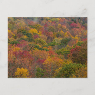 Hardwood Forest in Randolph Landkreis, West Virgin Postkarte