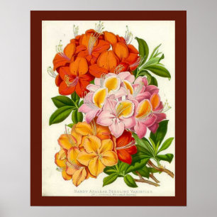 Hardy Azaleas von Sir Joseph Paxton Poster