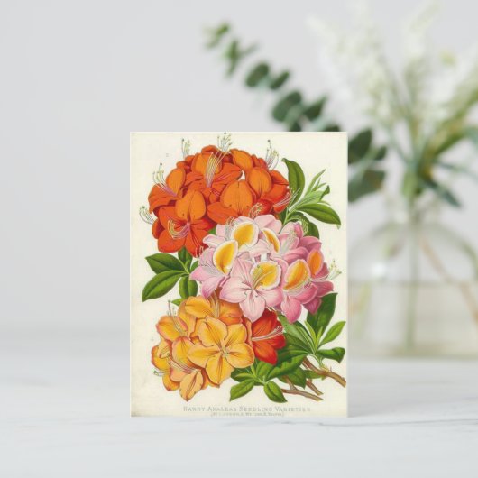 Hardy Azaleas von Sir Joseph Paxton Postkarte (Stehend Vorderseite)