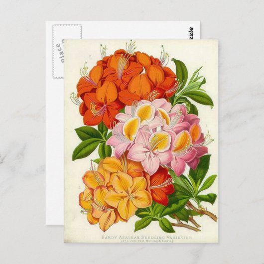 Hardy Azaleas von Sir Joseph Paxton Postkarte (Vorne/Hinten)