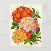 Hardy Azaleas von Sir Joseph Paxton Postkarte (Vorderseite)