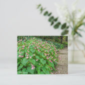 Hardy Begonia [Postcard] Postkarte (Stehend Vorderseite)