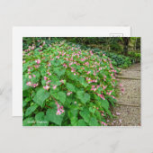 Hardy Begonia [Postcard] Postkarte (Vorne/Hinten)