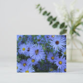 Hardy Blue Aster # 2 Postkarte (Stehend Vorderseite)