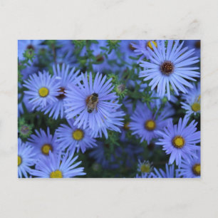 Hardy Blue Aster # 2 Postkarte