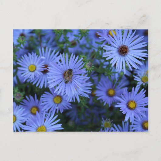 Hardy Blue Aster # 2 Postkarte (Vorderseite)