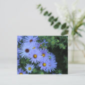 Hardy Blue Aster # 3 Postkarte (Stehend Vorderseite)
