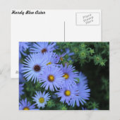 Hardy Blue Aster # 3 Postkarte (Vorne/Hinten)