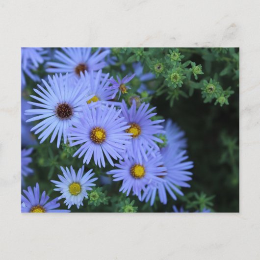 Hardy Blue Aster # 3 Postkarte (Vorderseite)