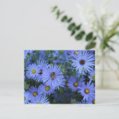 Hardy Blue Aster # 5 Postkarte (Stehend Vorderseite)