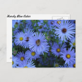 Hardy Blue Aster # 5 Postkarte (Vorne/Hinten)