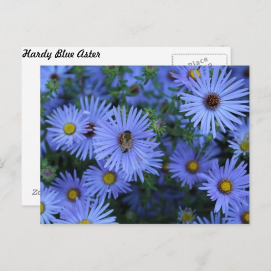 Hardy Blue Aster # 5 Postkarte (Vorne/Hinten)