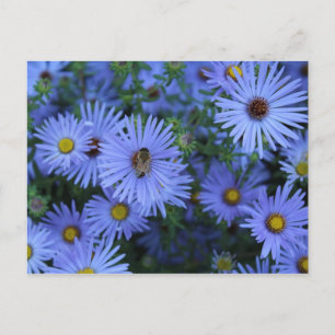 Hardy Blue Aster # 5 Postkarte