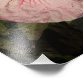 Hardy-Hibiskus 11"x14" Fotodruck (Ecke)