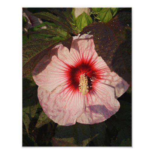 Hardy-Hibiskus 11"x14" Fotodruck (Vorne)